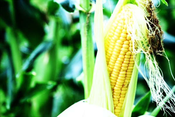 とうもろこしの旬 トウモロコシの時期 九州の野菜 九州の農家と農産物 Com