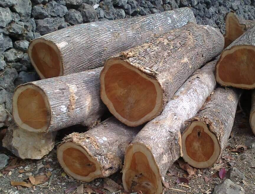 Kayu Jati Dan Keunggulannya Yang Wajib Anda Ketahui Kayu Jati Dan Keunggulannya Yang Wajib Anda Ketahui