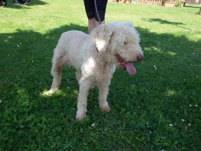 Lagotto Romagnolo (Hündin) - Stella sucht ein Zuhause ...
