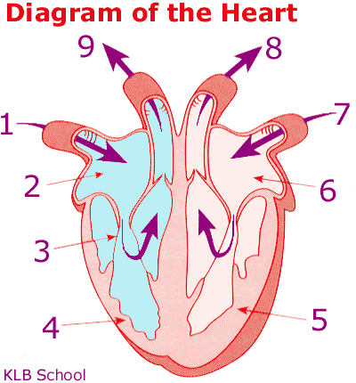 heart diagram no labels