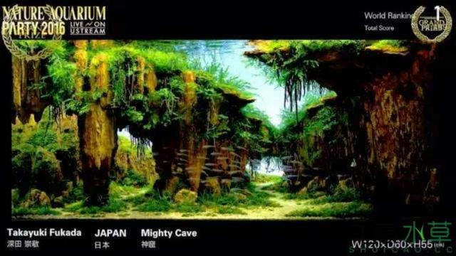 本色水景 把水草造景ada冠军作品搬到了自家店里