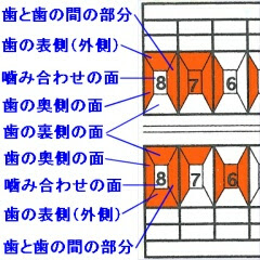 歯式の読み方