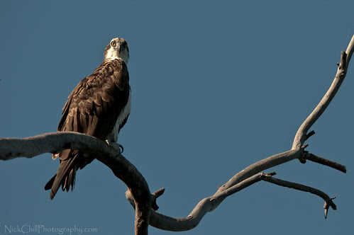 animal images