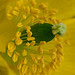 Meconopsis cambrica