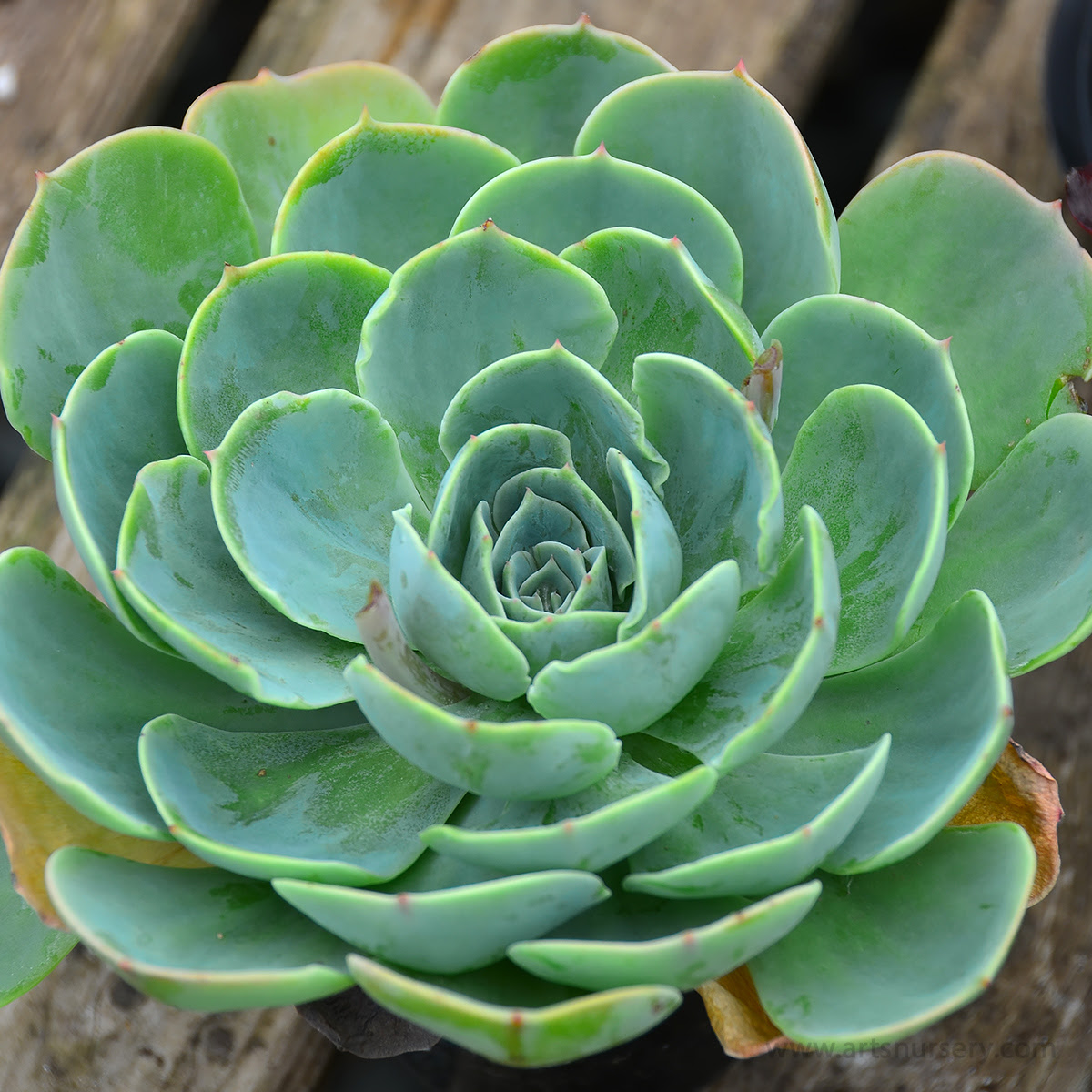 echevaria_bluerose