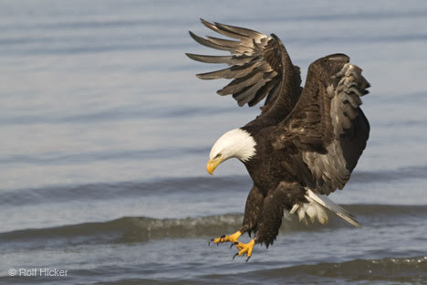 Birds Images on Joanides  Wiki Pages  Licensed For Non Commercial Use Only    Birds 2