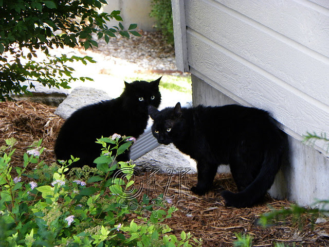 DSCN3784 Fluffy Black Cat and The Other Black Cat