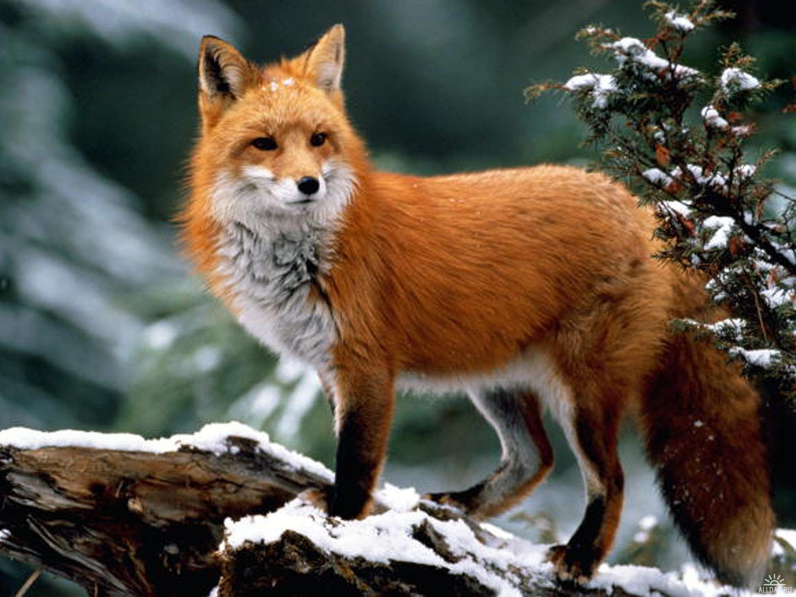 Do foxes eat cats