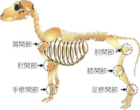 あいの動物病院治療成績２