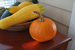 baby pam pumpkin