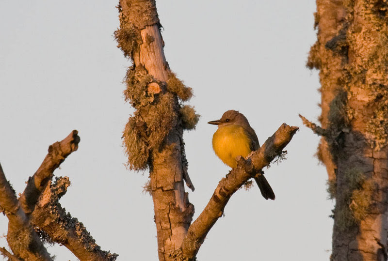 Tropical Kingbird