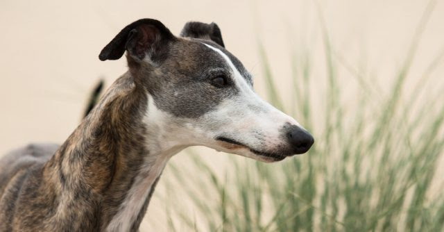 人なつっこく飼いやすい おすすめ中型犬3選 いきもんぱらだいす