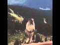 √99以上 動物 鳴き声 面白い 337436-動物 鳴き声 面白い