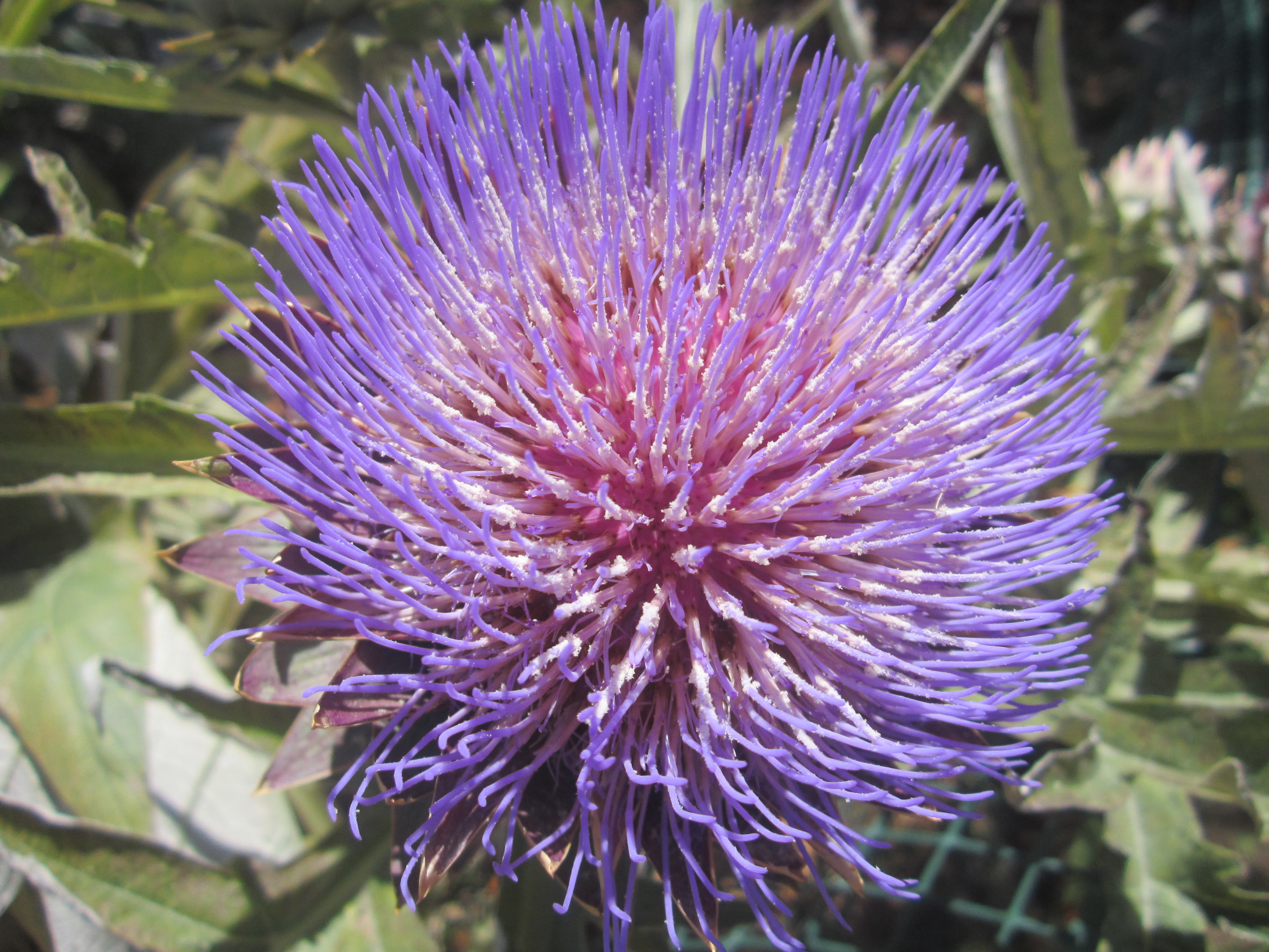 Artichokes: for food, foliage, and flowers – The Smarter ...