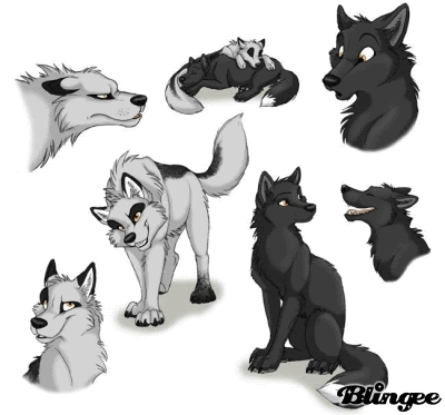 Black And White Wolf Pack. Desoto is the lack wolf with