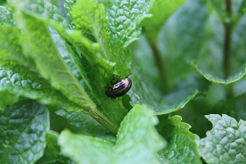 Rosemary Beetle