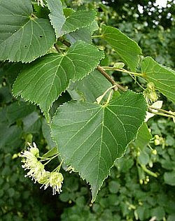 ボダイジュ ぼだいじゅ 菩提樹 の花言葉 花言葉事典