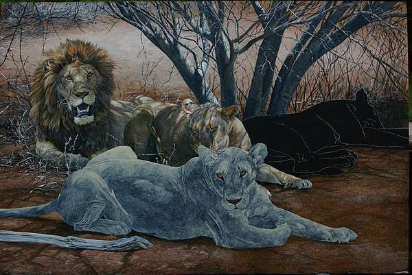 The male lion and middle lioness are now done and the front lioness and 