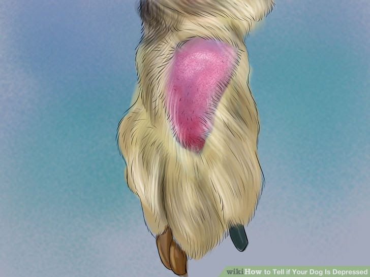 Tell if Your Dog Is Depressed Step 14 Version 2.jpg