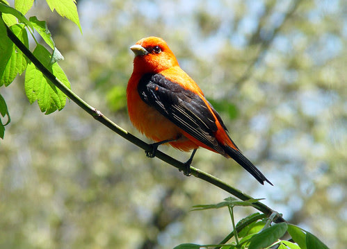 Scarlet Tanager