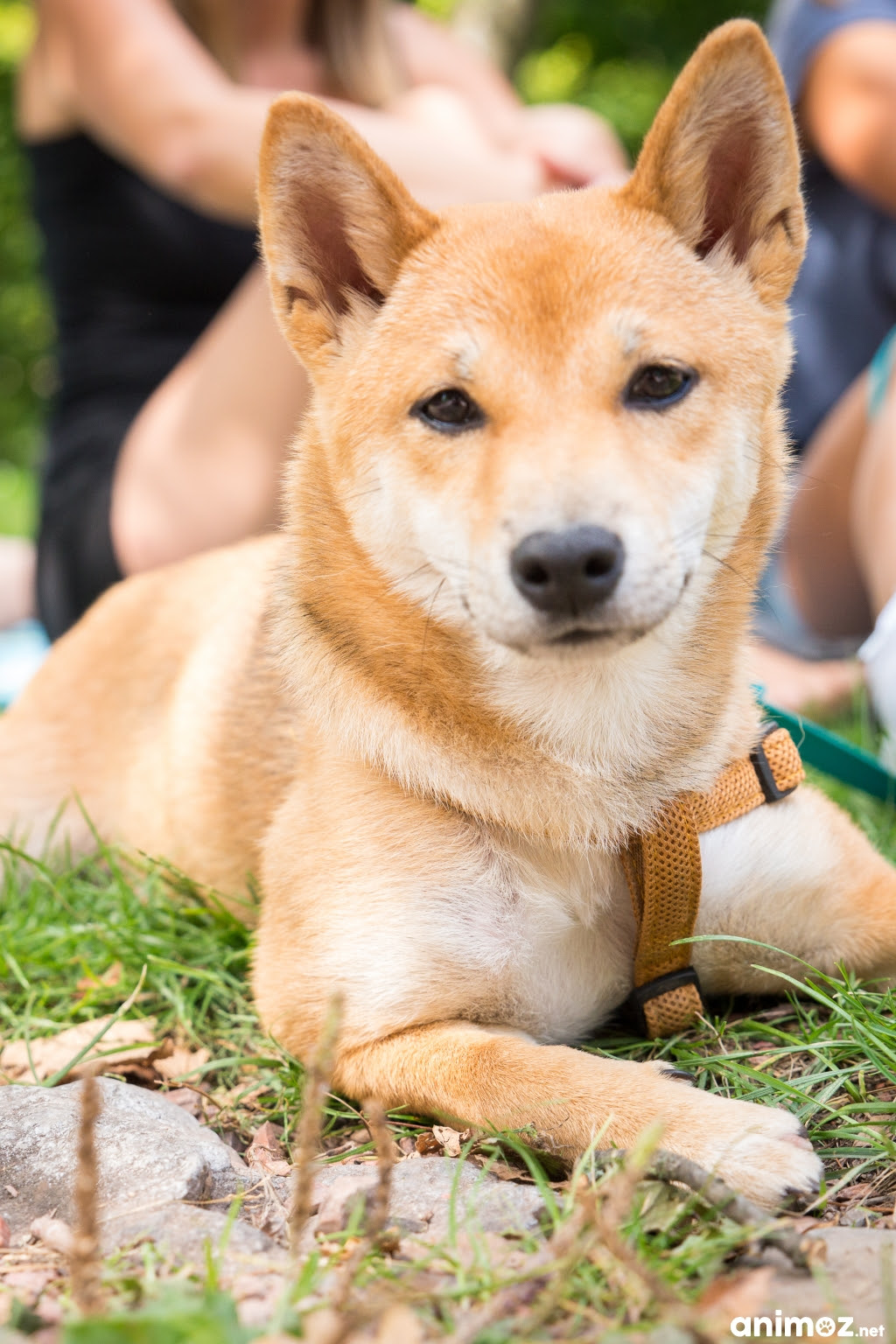 Shiba Inu Femelle Rouge Liège Wlg Sur Animoznet