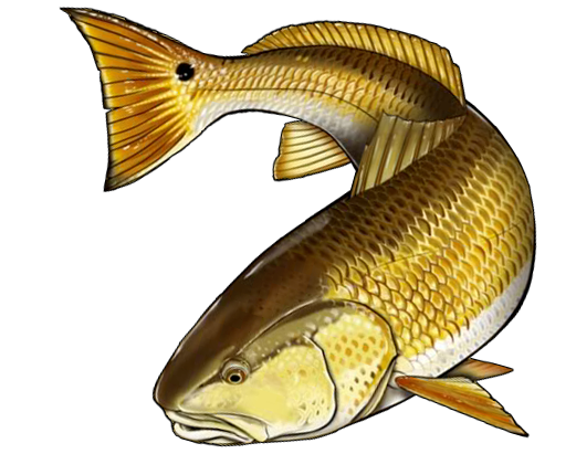 Download Free Redfish Cliparts, Download Free Redfish Cliparts png ...