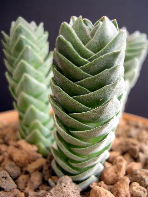 I was thinking maybe glass sculpture or clay sculpture work? Crassula "Buddha's Temple" - Cactus Jungle