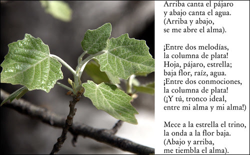 El álamo blanco - Juan Ramón Jiménez