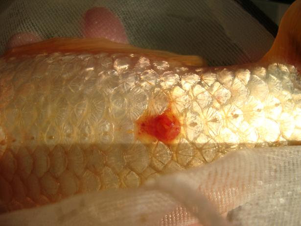 金魚飼育の真髄 金魚飼育完全マニュアル 金魚 伝心伝承 穴開き病 原因 症状 治療方法 注意点