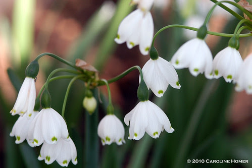 Leucojum aestivum "Gravetye Giant