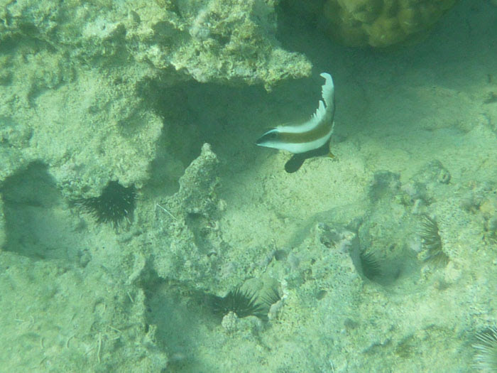 沖縄本島旅行 その2 二日目後半 南国魚庵