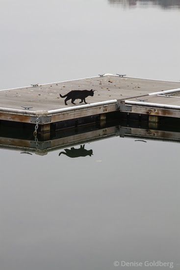 black cat walking, reflected