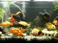 【印刷可能】 金魚 プレコ 720597-プレコ 金魚 襲う