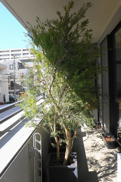 ベランダガーデニングでブランニューデイ Pave Page Garden Design Blog