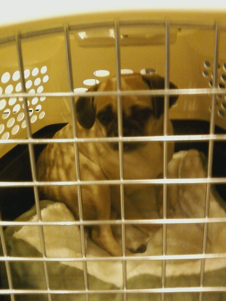 Crate Training vs Puppy Pads