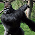 Silverback Gorilla Strength / Kumbuka the silverback gorilla turns his nose up at London - The 1st wave is 3 gorillas, the second wave is 5 or 6.