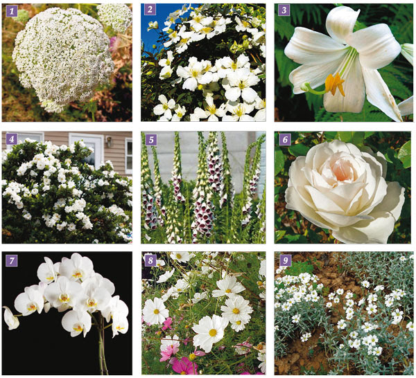 Fiori Bianchi La Luminosita Del Bianco In Giardino