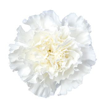 wholesale long white carnation flowers