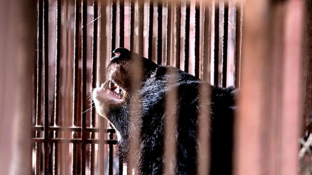 Reviving captured bears due to business of bile