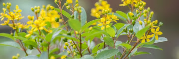 Yellow Flowering Bush Florida : No Flowers On Esperanza How To Get Blooms On Esperanza Plants / Fragrant sumac, aromatic sumac, squawbush, skunkbush, lemon sumac, polecat bush rhus aromatica* (native) family: