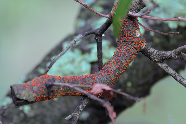 I love how nature does red