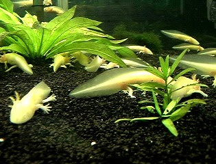 水生生物の飼育環境を考える ウーパールーパーの飼育
