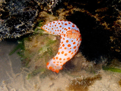 Gymnodoris rubropapulosa nudibranch