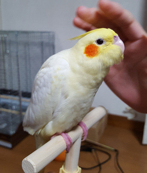 オカメインコのhn募集 絵日記でございます 記事コメント 1 Powered By ライブドアブログ