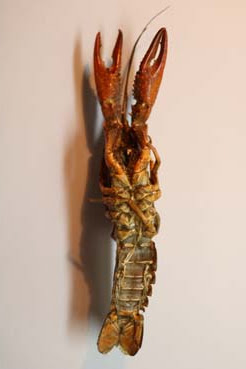 ザリガニの飼育