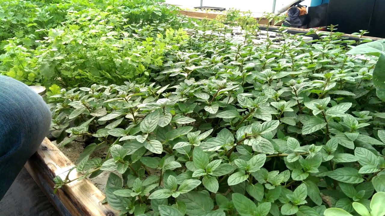 Ladybugs for Organic Pest Control - YouTube