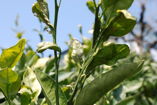 ミカンの葉に見る病害2 エカキムシとタンソ病 みかんの木を育てる 四季の変化 楽天ブログ