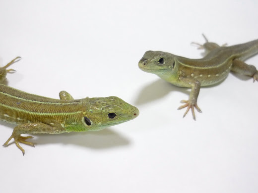 Lacerta Room ラセルタルーム オオミドリカナヘビ Lacerta Trilineata Major Juvenile Pair
