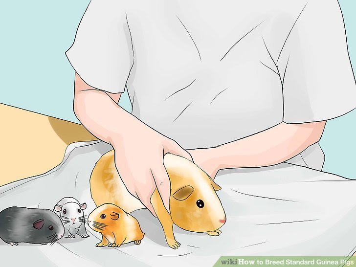 Breed Standard Guinea Pigs Step 20.jpg