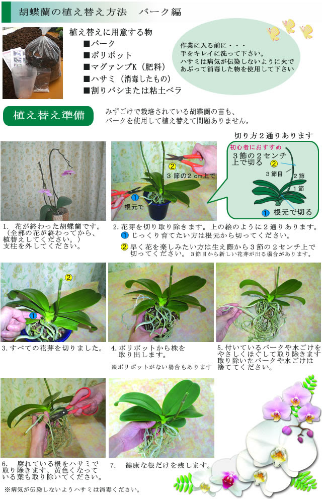 胡蝶蘭の愛華園芸 胡蝶蘭を植え替えましょう プレサブ バーク